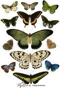 Papillon Rub-on Image Transfers