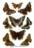 Papillon Rub-on Image Transfers