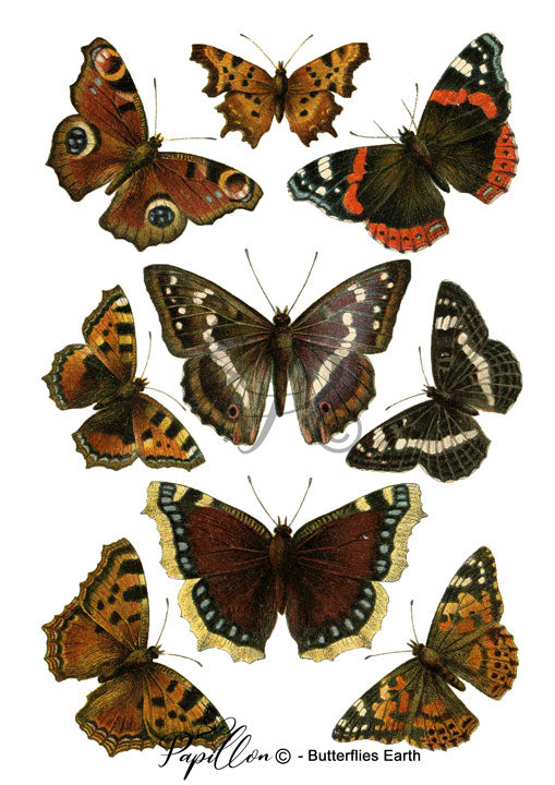 Papillon Rub-on Image Transfers
