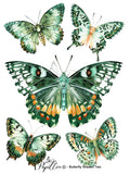 Papillon Rub-on Image Transfers